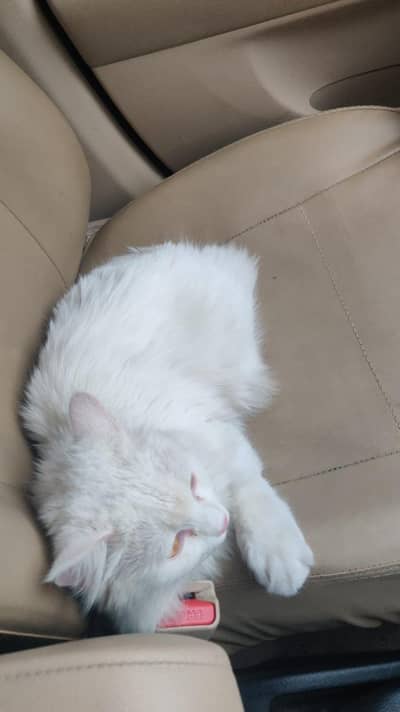 white Persian cat with calm behaviour, uses litter.