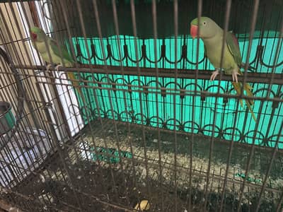 Kashmiri raw parrots