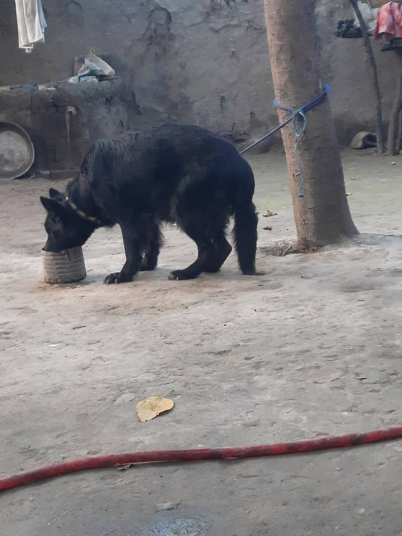 German shepard 1
