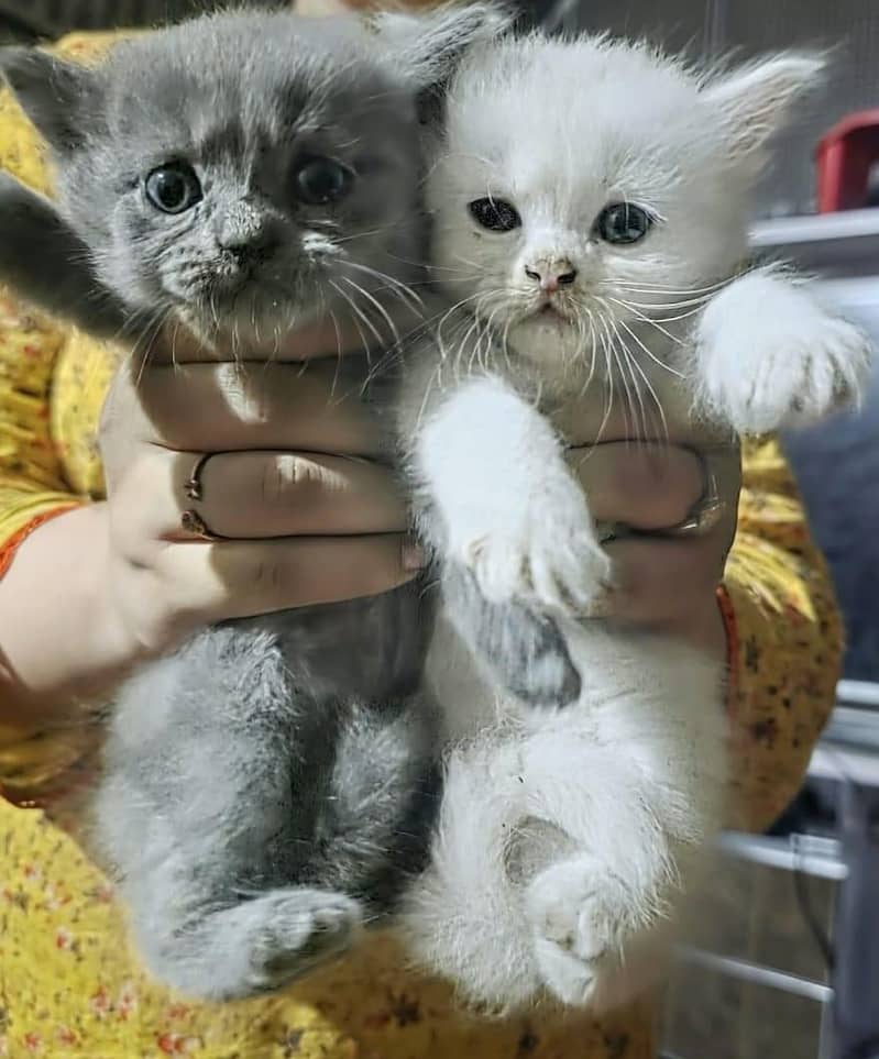 persian 0