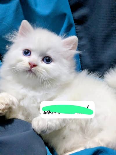 urgent sale need money
