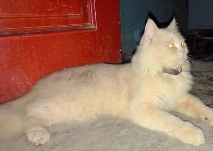 Doll face Persian Cat