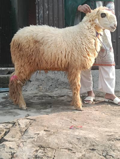 male bakery . . . kajlai sale age 2.5 month