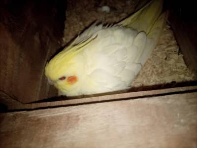coctail breeder pair with egg or chiks