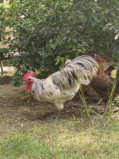 egg laying hens available starter