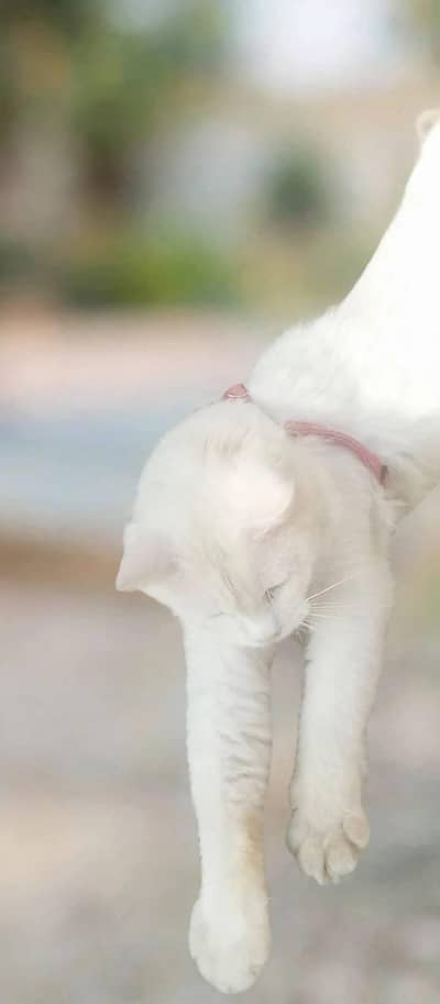 Persian White Female Cat - Healthy & Active