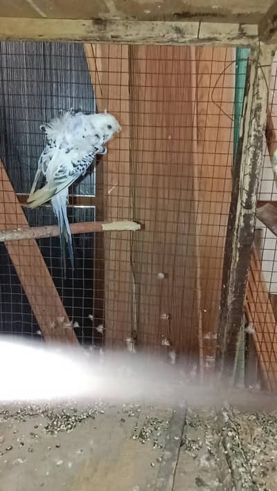 budgies breeder pair available