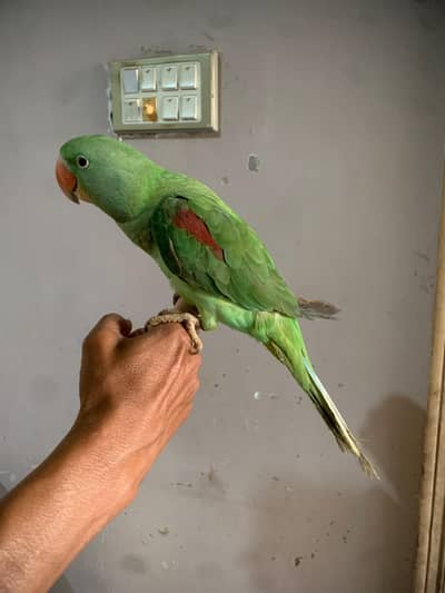 proper tame talking +tame  03701124986