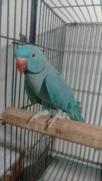Blue Ringneck / Breeder Pair / Parrot for Sale