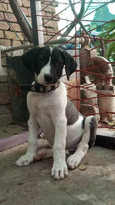 Bully female puppy