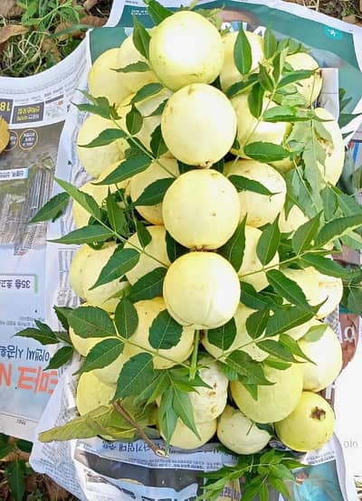 fruit