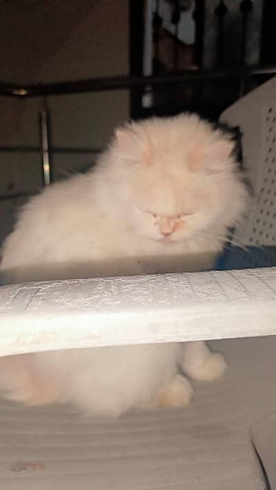 White Persian Cat