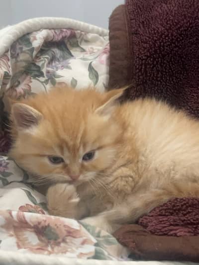 Fluffy Persian Kittens Pair for Sale 