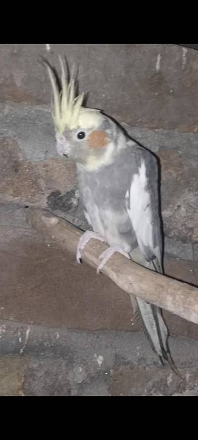 breeder female cocktail available