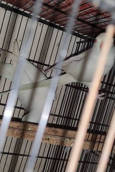 white ringneck
