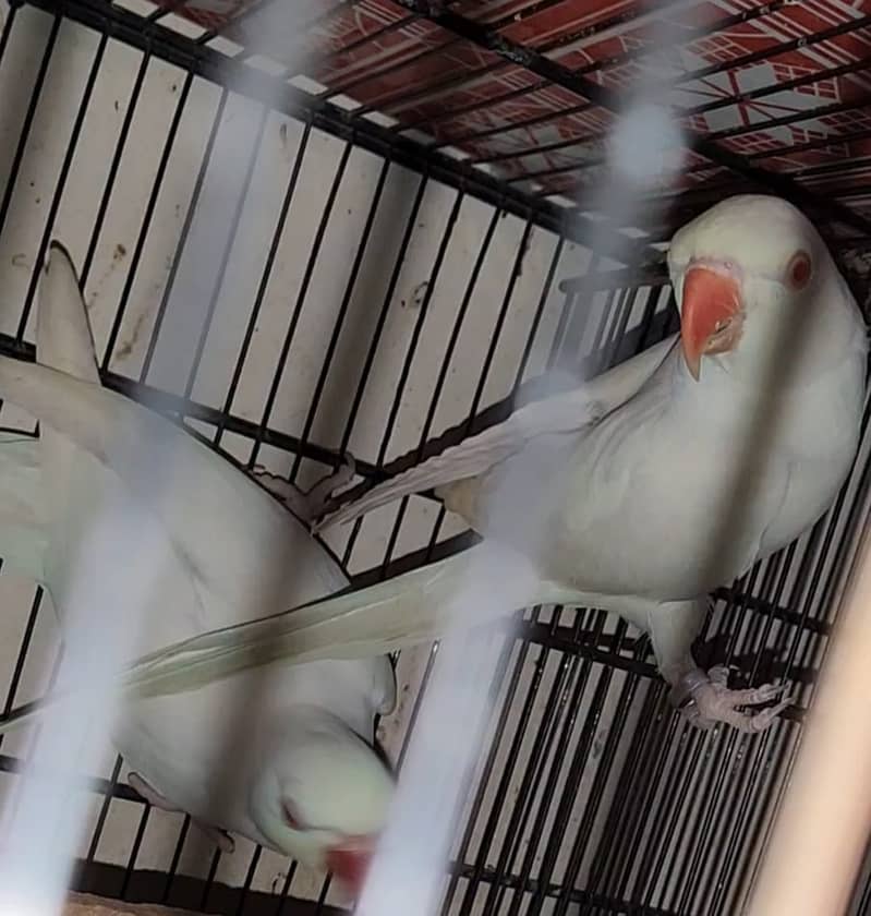 white ringneck 1