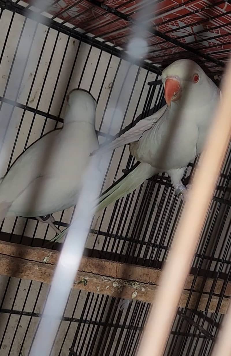 white ringneck 2