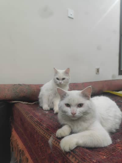 catcats with