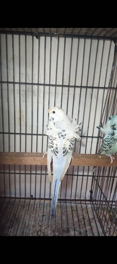 nice Bird
