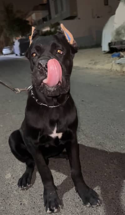 Cane corso for sale