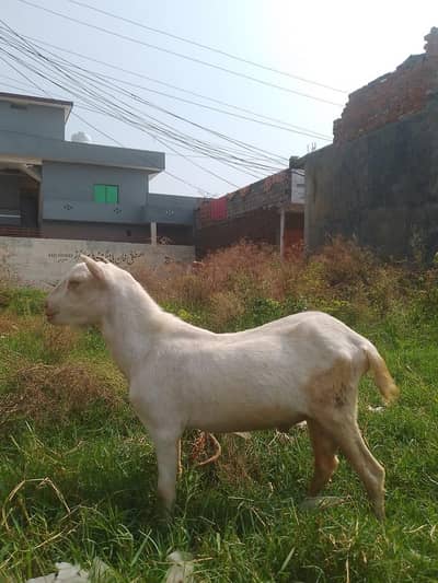 Goat for sale
