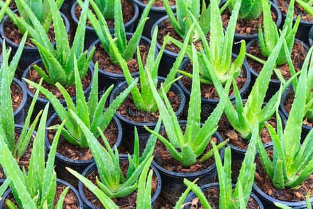 alovera plant