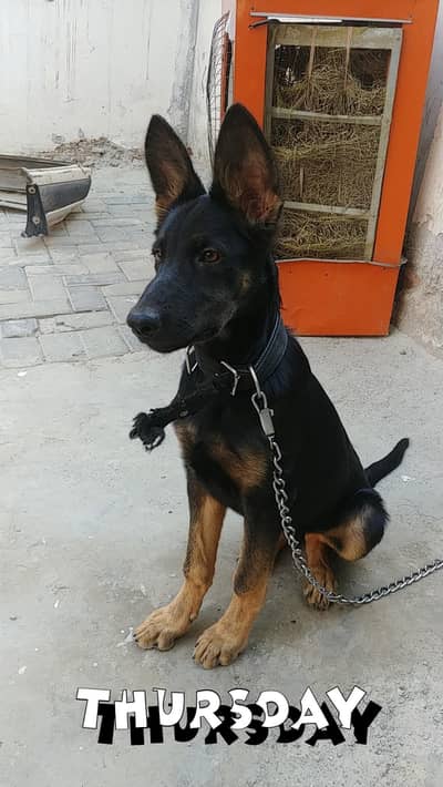 German shepherd