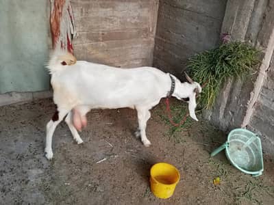 bakri