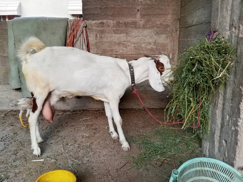 bakri 1