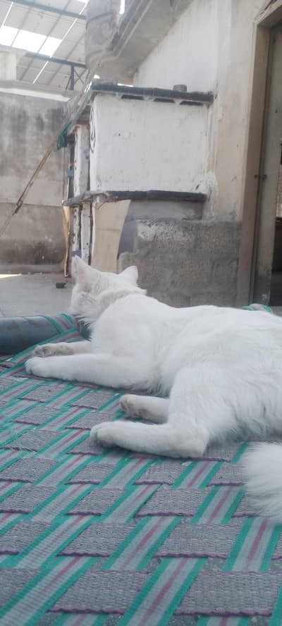 for sale whatapp number 03199624534