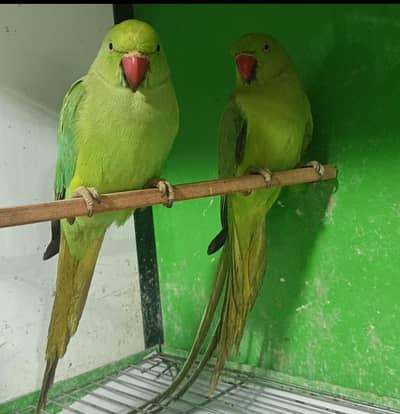 parrot