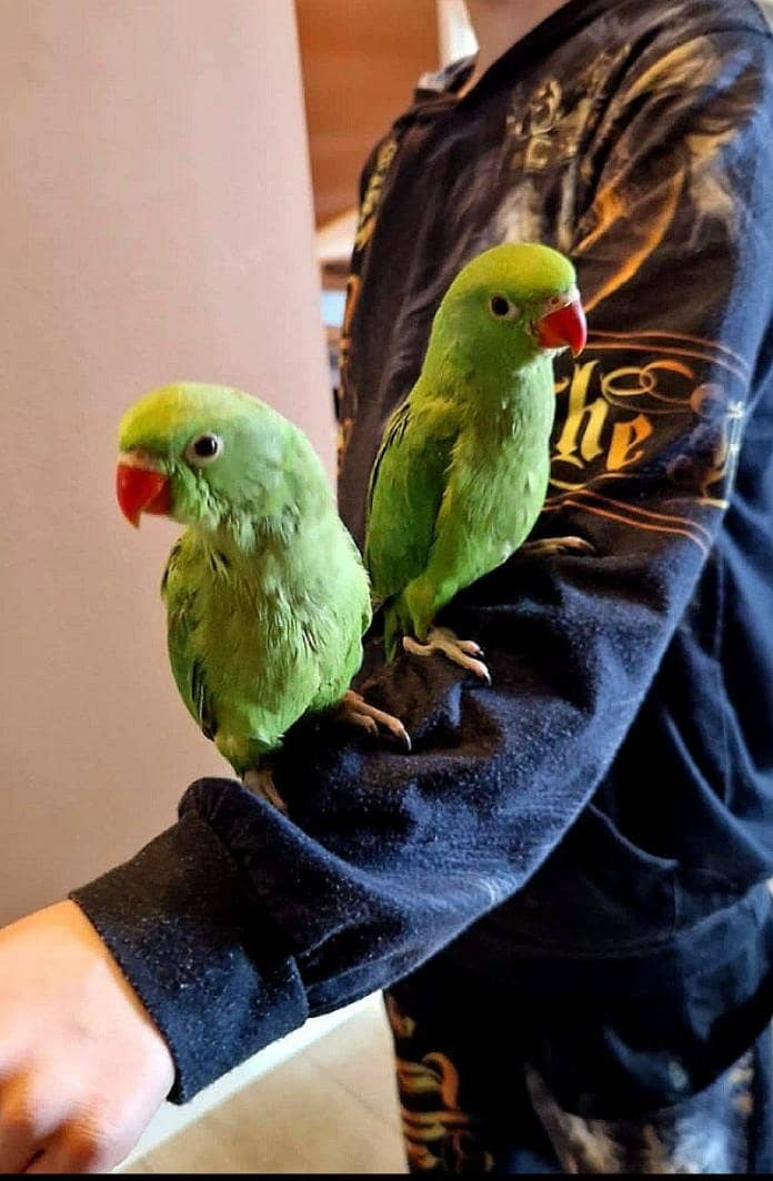 parrot 1