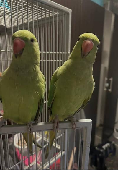 parrot