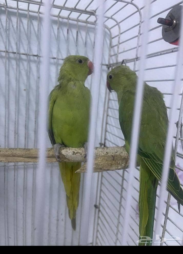 parrot 1