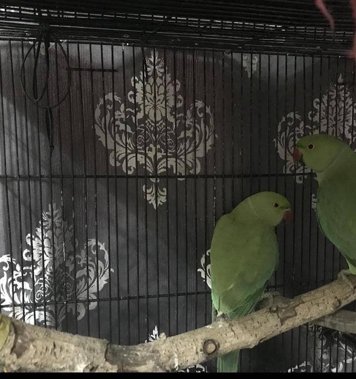 parrot 3