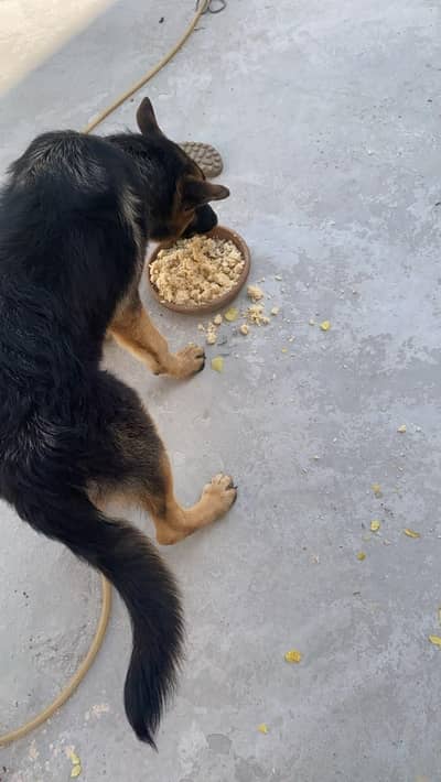 German shepherd for sale
