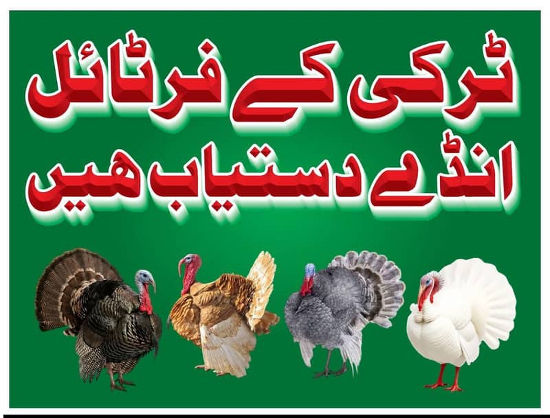 fresh eggs contact number 03257000049 0