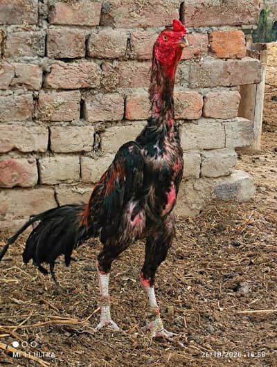 Turkish hint male