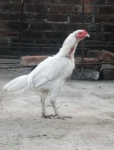 Very beautiful hens hom breed Whatsapp 03456702796