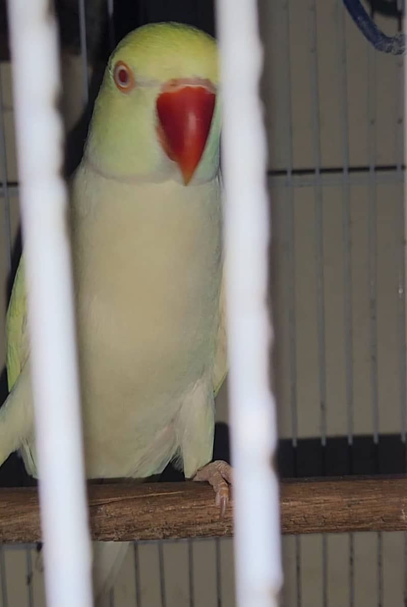 yellow ringneck 0