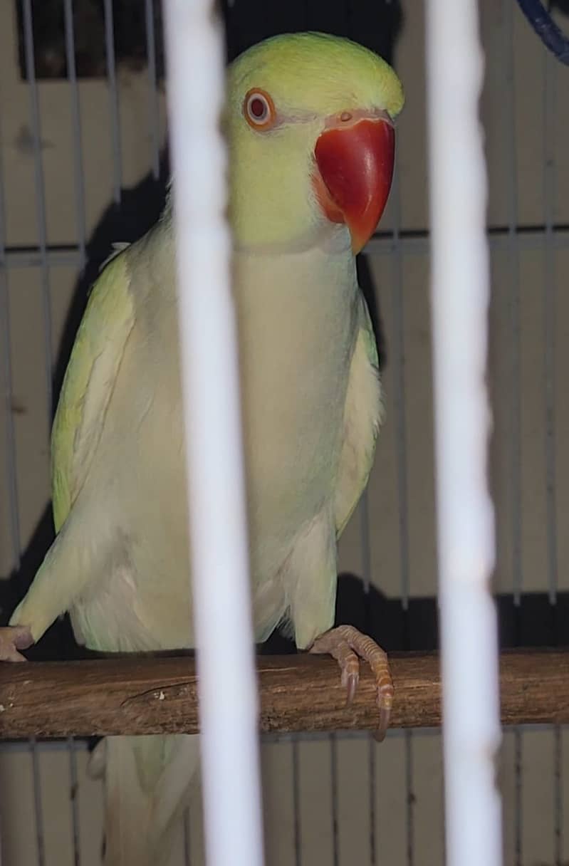 yellow ringneck 1