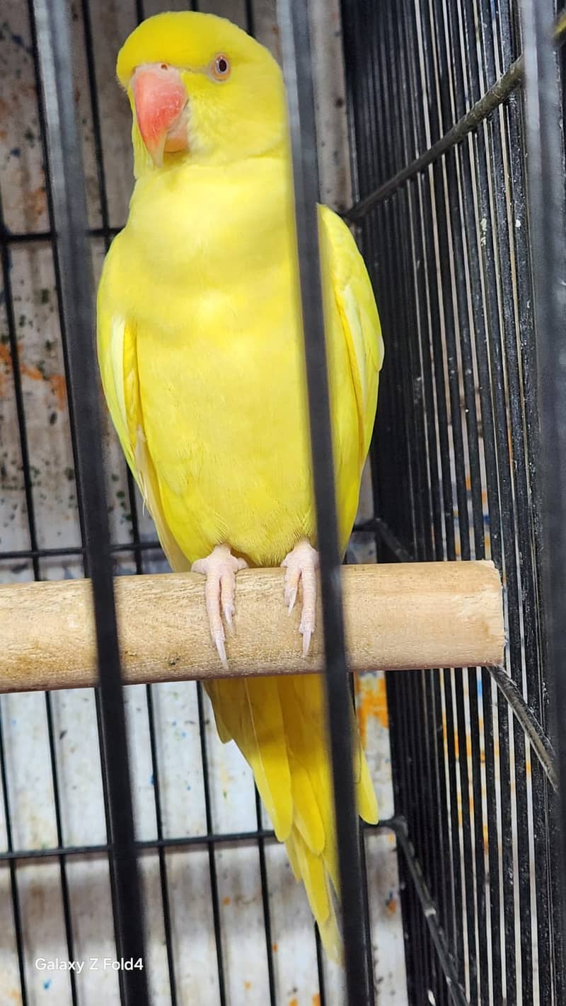 yellow ringneck 4