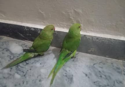 Parrots For Sale