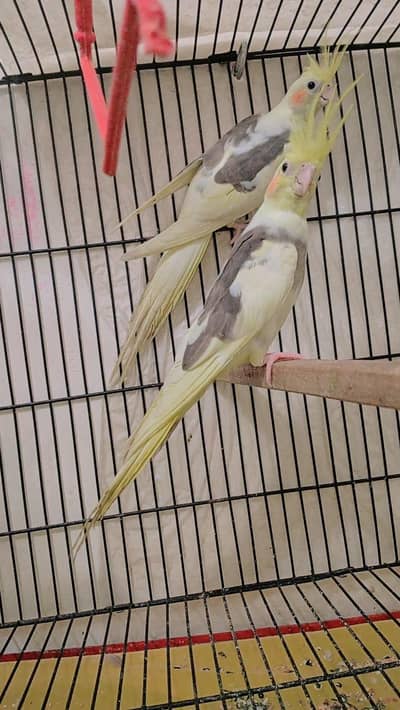 cocktail pairs