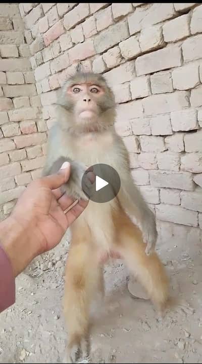 beautiful pet for house beauty 03008701246