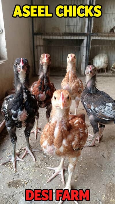 Aseel chicks