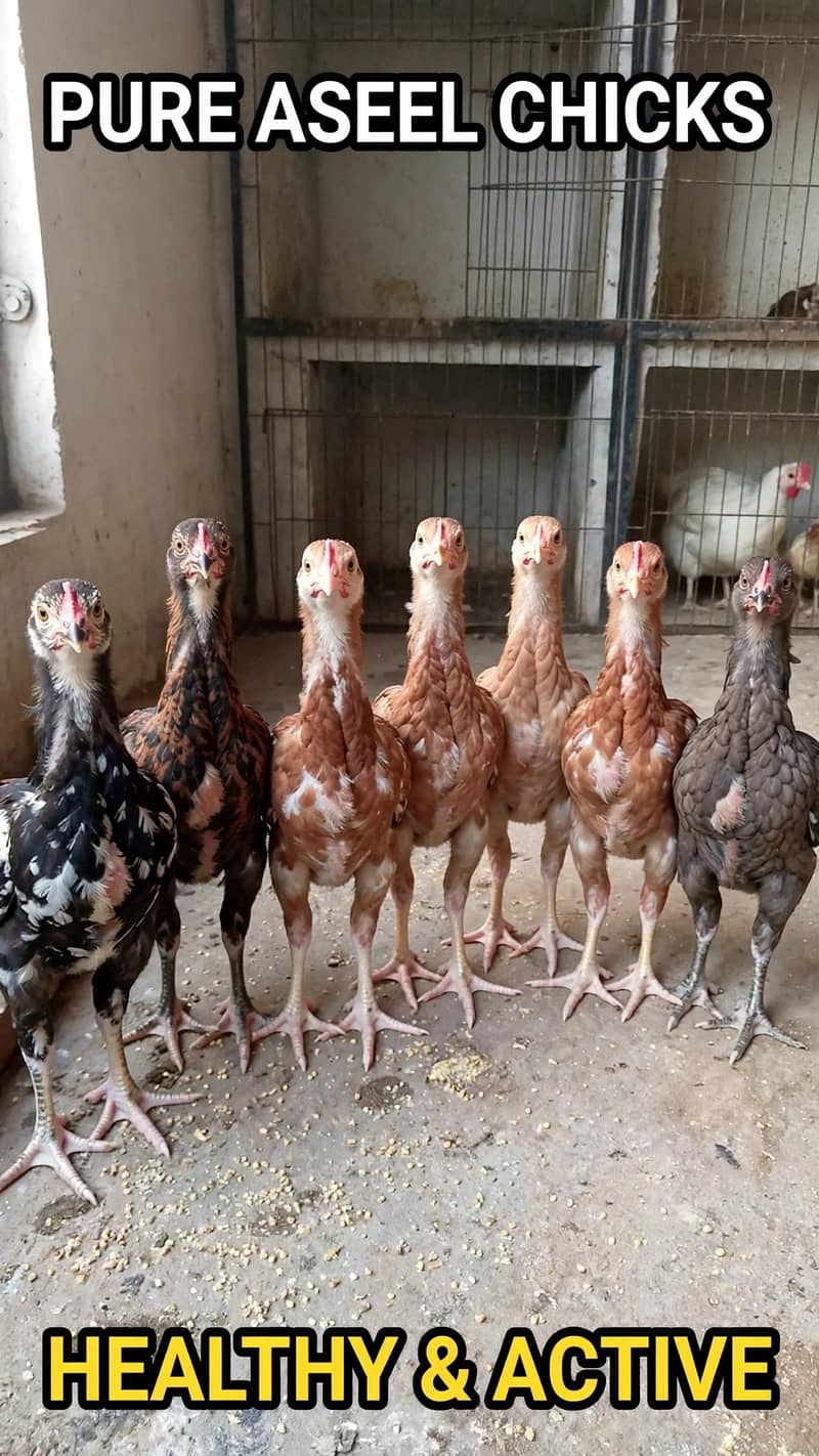 Aseel chicks 1
