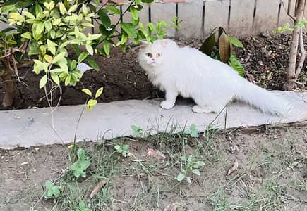 PERSIAN FEMALE 3 coat