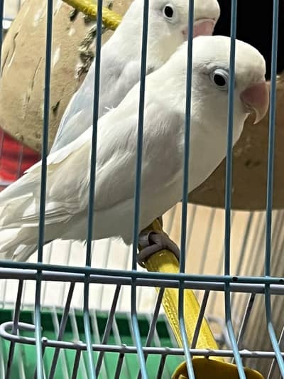 White Fischer Lovebirds Pair For Sale Breeder Pair With Cage Matki