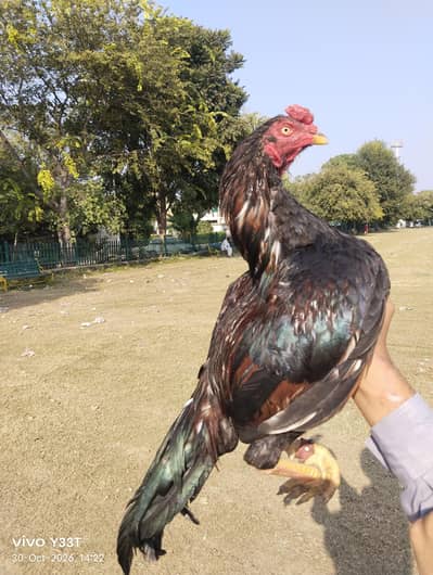 mianwali Aseel lakha patha